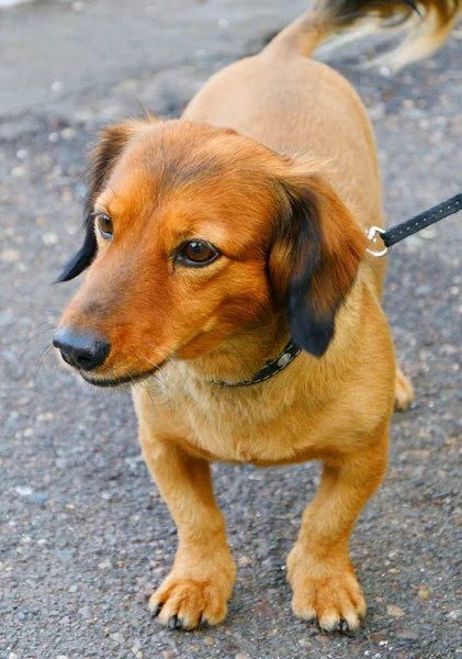 犬の品種のダックスフント — ストック写真