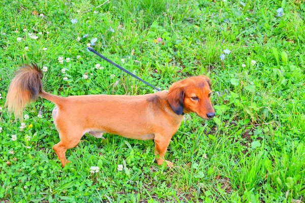 Pies rasy jamnik — Zdjęcie stockowe