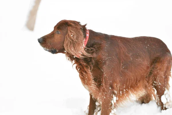 Irish Red Setter — Stok Foto