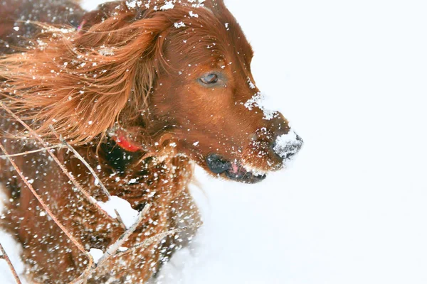 Ierse setter rood — Stockfoto