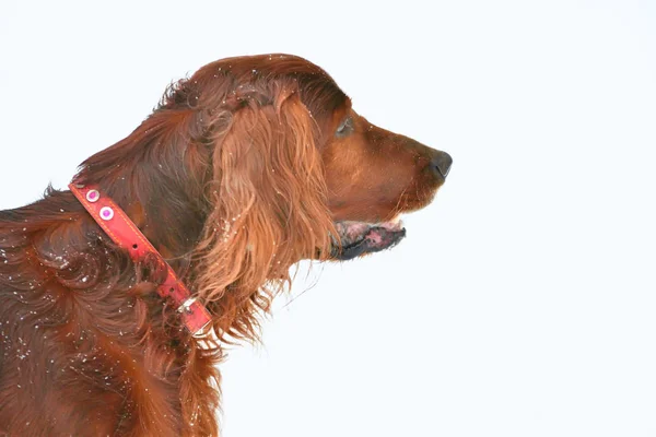 İrlandalı red setter — Stok fotoğraf