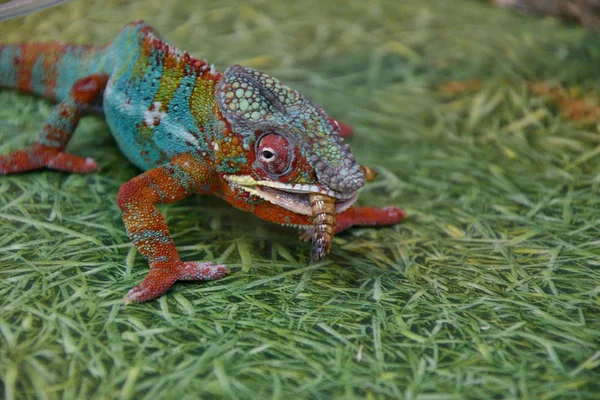 Camaleão pantera (latim. Furcifer pardalis ) — Fotografia de Stock