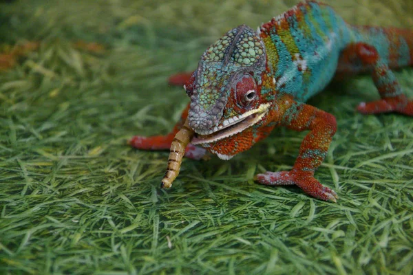 Panther chameleon (Latin. Furcifer pardalis) — Stock Photo, Image