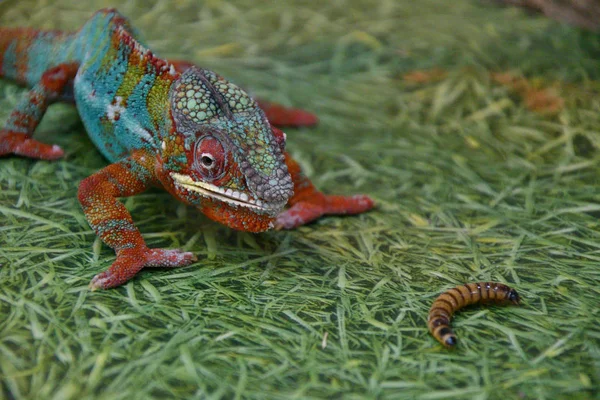 Panther cameleon (en latín). Furcifer pardalis ) —  Fotos de Stock