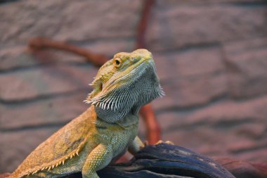 Sakallı agama (Lat. Pogona barbata)