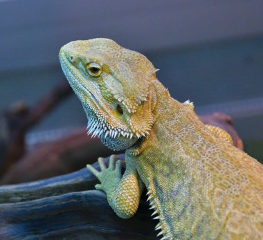 Sakallı agama (Lat. Pogona barbata)