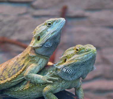 Sakallı agama (Lat. Pogona barbata)
