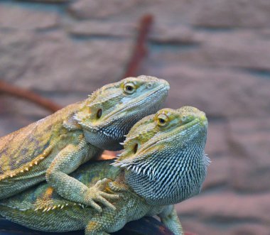 Sakallı agama (Lat. Pogona barbata)