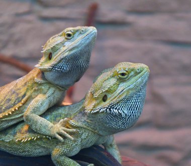 Sakallı agama (Lat. Pogona barbata)