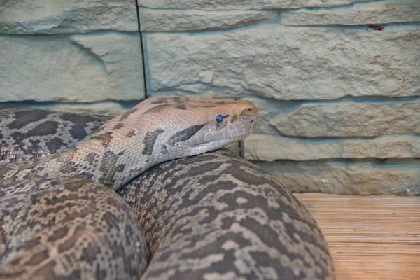Granite python in terrarium — Stock Photo, Image