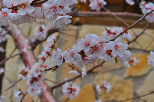 Bahar Bahçesinde Kayısı Çiçeği — Stok fotoğraf