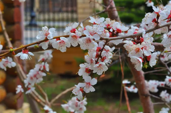 Apricot Blossom Spring Garden — Stock Photo, Image