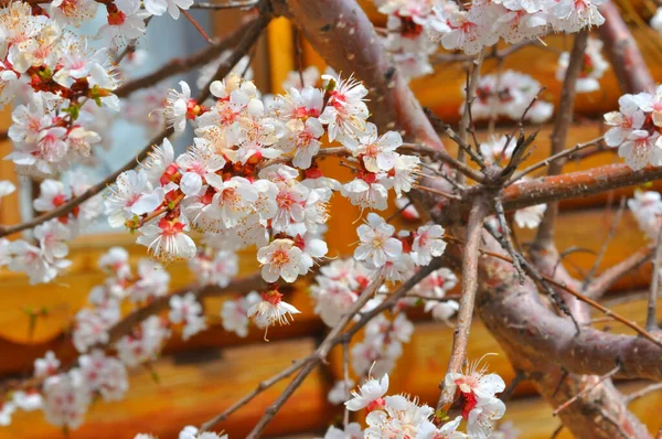 Bahar Bahçesinde Kayısı Çiçeği — Stok fotoğraf