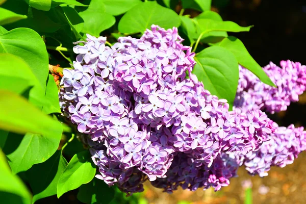 Fioletowe Kwiaty Lilii Godzinach Popołudniowych Wiosennej Gadzie — Zdjęcie stockowe