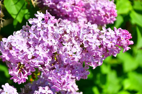 Flores Lilás Roxas Tarde Garde Primavera — Fotografia de Stock