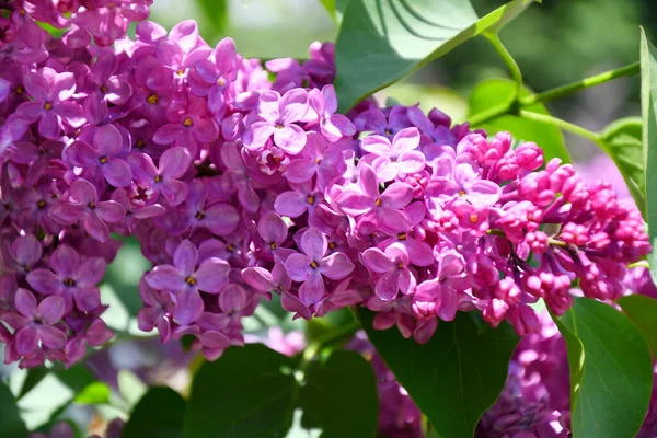 Flores Lilás Roxas Tarde Garde Primavera — Fotografia de Stock