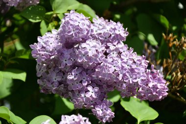 İlkbaharda öğleden sonra mor leylak çiçekleri