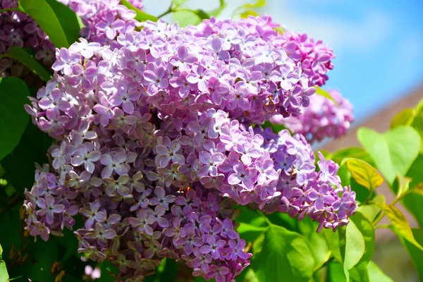 Flores Lilás Roxas Tarde Garde Primavera — Fotografia de Stock