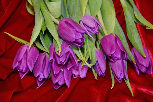 Tulipano Viola Primaverile Sfondo Rosso — Foto Stock