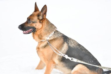 Alman çoban köpeği kışın yürüyüşe çıktı. 