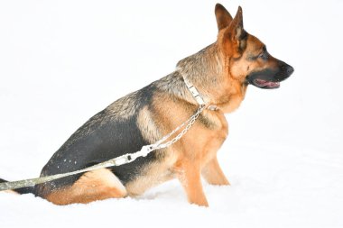 Alman çoban köpeği kışın yürüyüşe çıktı. 