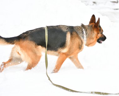 Alman çoban köpeği kışın yürüyüşe çıktı. 