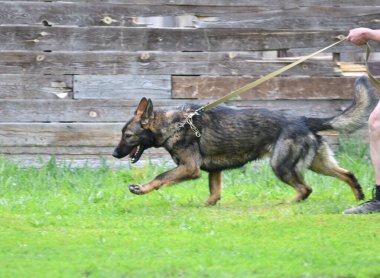 Köpek çobanı ya da Belçika çobanı yaz günü yürüyüşe çıkar.
