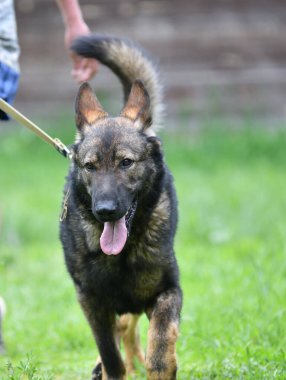 Köpek çobanı ya da Belçika çobanı yaz günü yürüyüşe çıkar.
