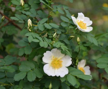 Bahar bahçesinde yağmurdan sonra beyaz gül çiçeği