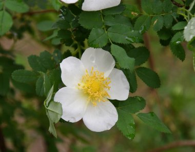 Bahar bahçesinde yağmurdan sonra beyaz gül çiçeği