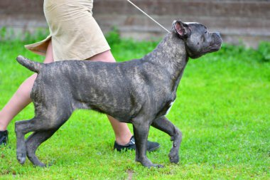 Köpek cins Cane-Corso Bir yaz günü yürüyüş