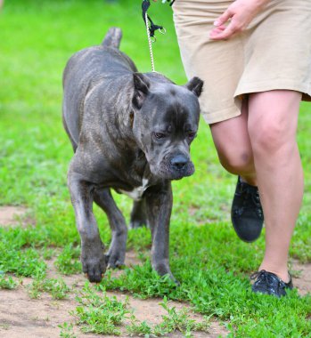 Köpek cins Cane-Corso Bir yaz günü yürüyüş