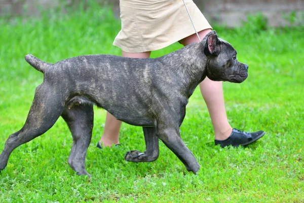 Kutyafajta Cane Corso Sétálni Egy Nyári Napon — Stock Fotó