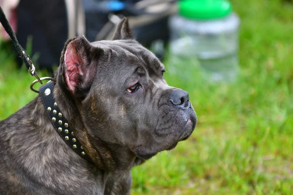 Hund Ras Cane Corso Promenad Sommardag — Stockfoto