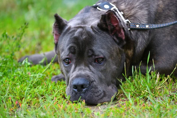 Kutyafajta Cane Corso Sétálni Egy Nyári Napon — Stock Fotó