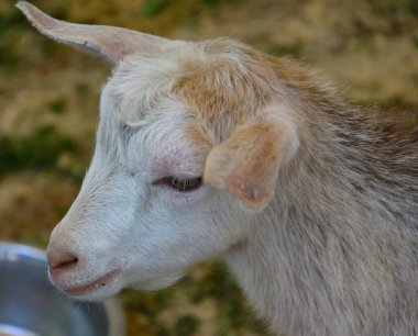 Yaz günü çiftlikte beyaz keçi