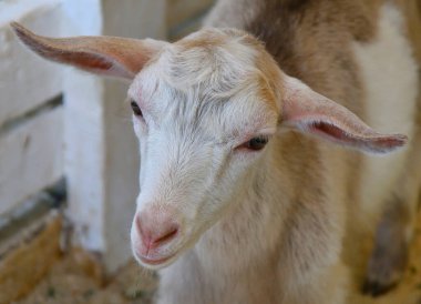 Yaz günü çiftlikte beyaz keçi