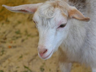 Yaz günü çiftlikte beyaz keçi