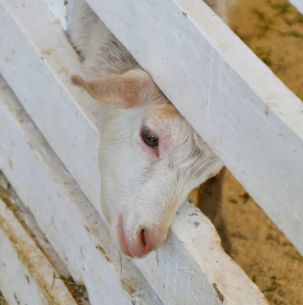 White Goat Farm Summer Day — Stock Photo, Image