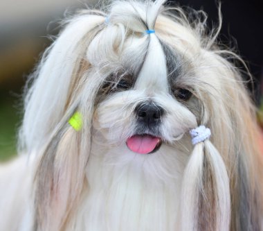 Köpek soyu Yorkshire Teriyeri yaz günü yürüyüşe çıkıyor.