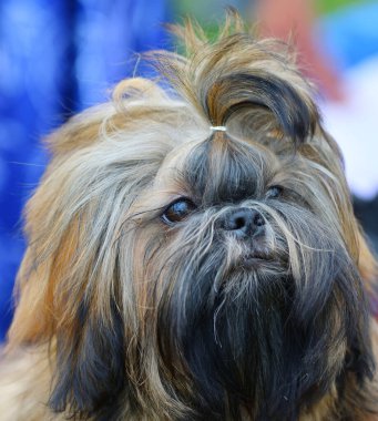 Köpek soyu Yorkshire Teriyeri yaz günü yürüyüşe çıkıyor.
