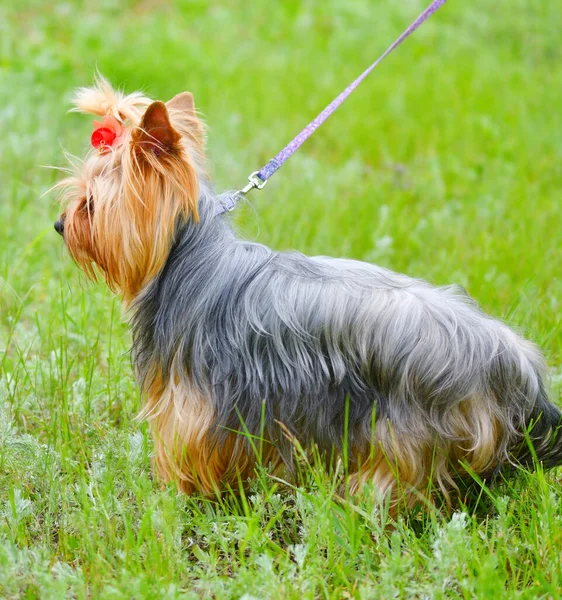 Dog Breed Yorkshire Terrier Walk Summer Day — Stock Photo, Image