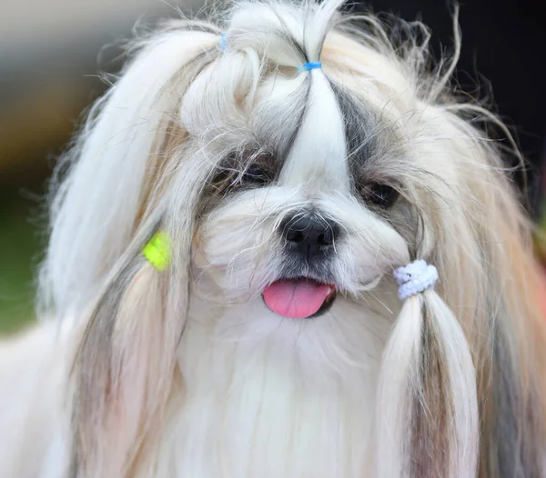 Raça Cão Yorkshire Terrier Passeio Dia Verão — Fotografia de Stock