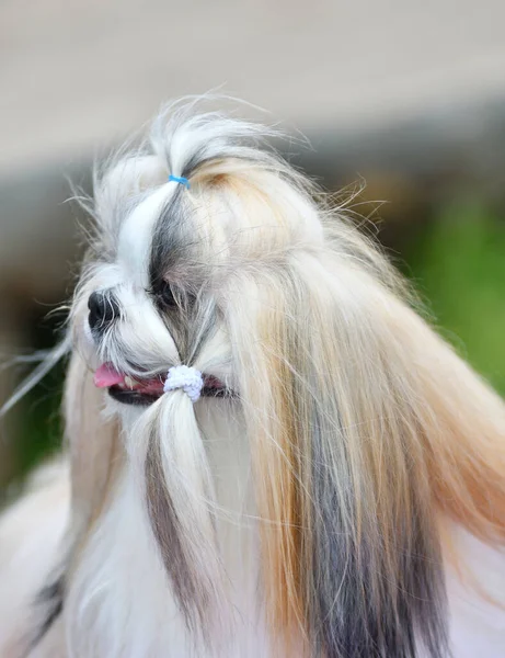 Chien Race Yorkshire Terrier Sur Une Promenade Jour Été — Photo