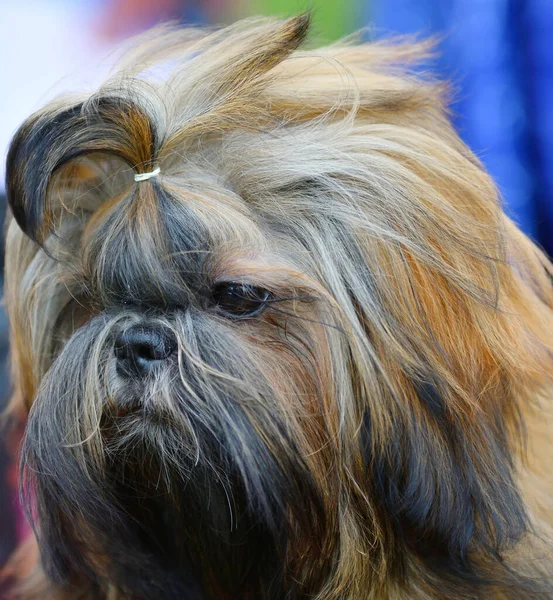 Chien Race Yorkshire Terrier Sur Une Promenade Jour Été — Photo