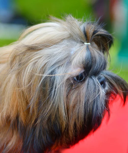 Kutyafajta Yorkshire Terrier Egy Séta Egy Nyári Napon — Stock Fotó