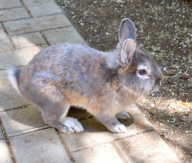 Bir bahar günü çiftlikte tavşan