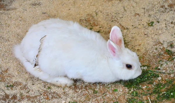 Kaninchen Auf Dem Bauernhof Einem Frühlingstag — Stockfoto