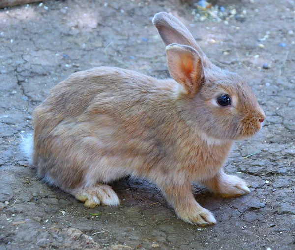 Kaninchen Auf Dem Bauernhof Einem Frühlingstag — Stockfoto