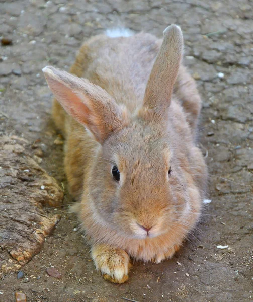 春の日に農場でウサギ — ストック写真